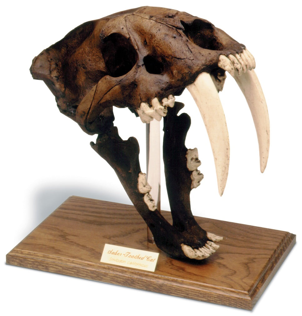 Saber Tooth Cat Prehistoric Skull Replica with Stand 12H, Assorted Col