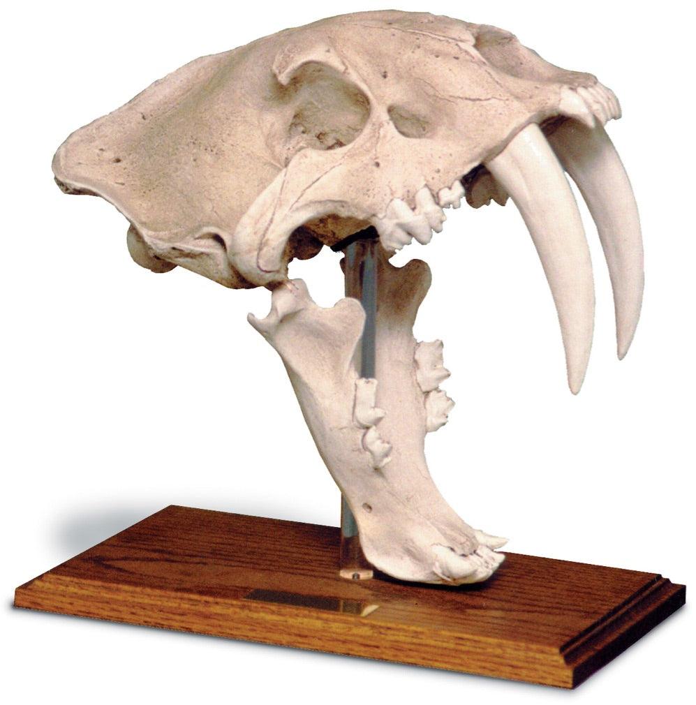 Saber Tooth Cat Prehistoric Skull Replica with Stand 12H, Assorted Colors - Museumize.com