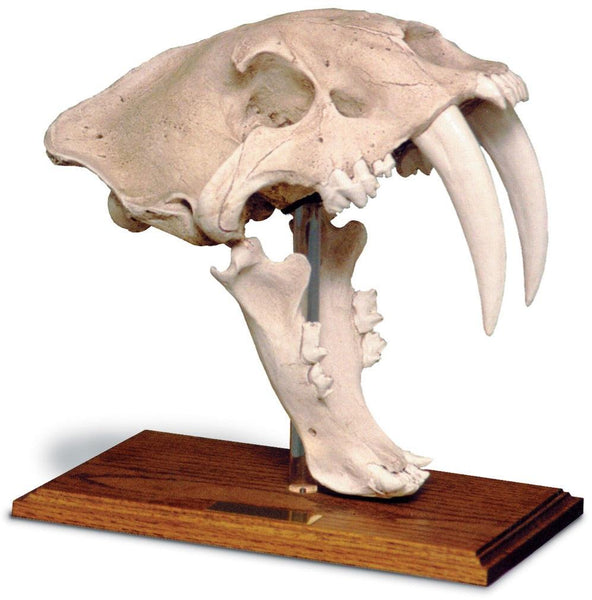 Saber Tooth Cat Prehistoric Skull Replica With Stand 12H, Assorted Col