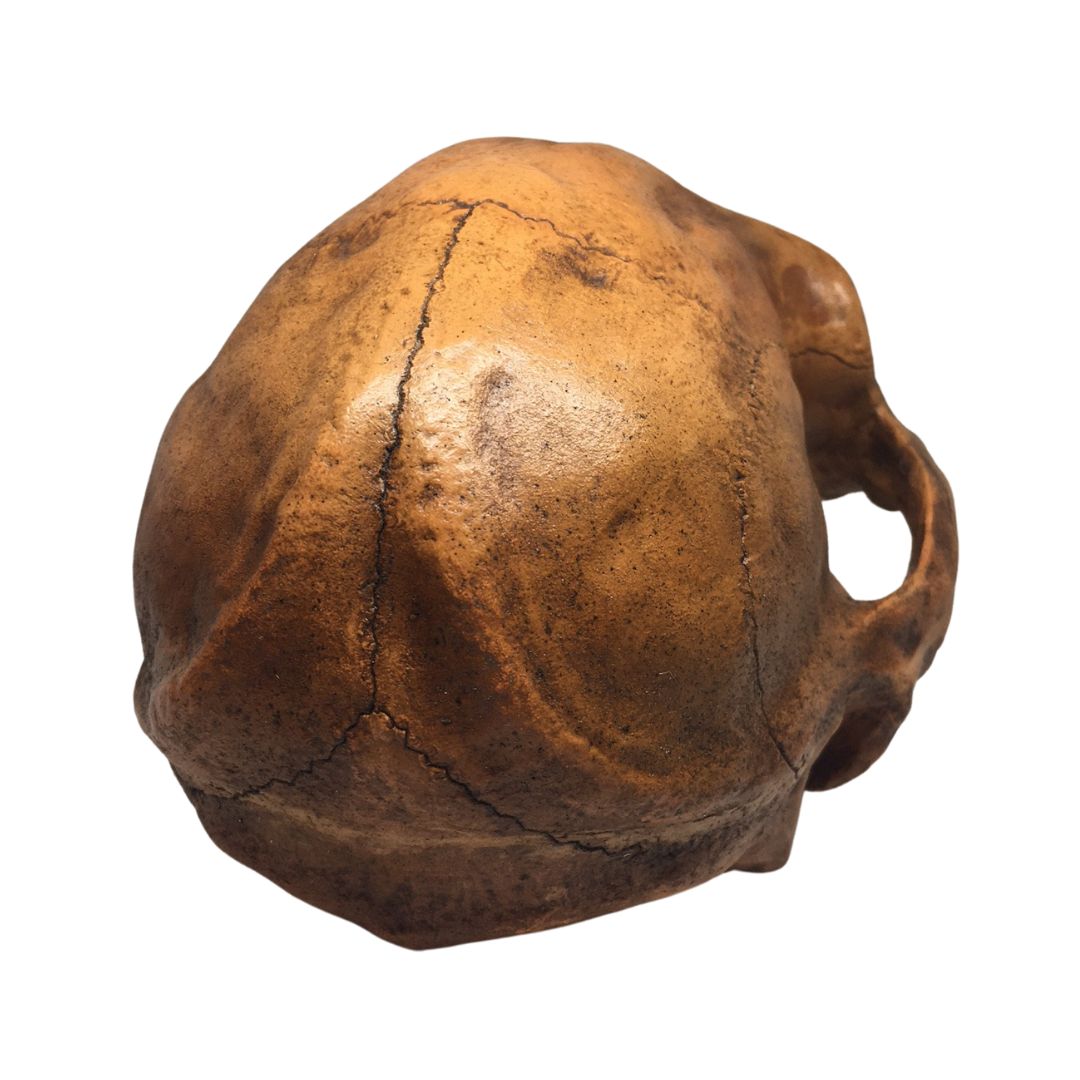 Prehistoric Australopithicus Africanus Cranium Skull Life Size for Anthropology 7.6L