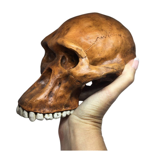 Prehistoric Australopithicus Africanus Cranium Skull Life Size for Anthropology 7.6L