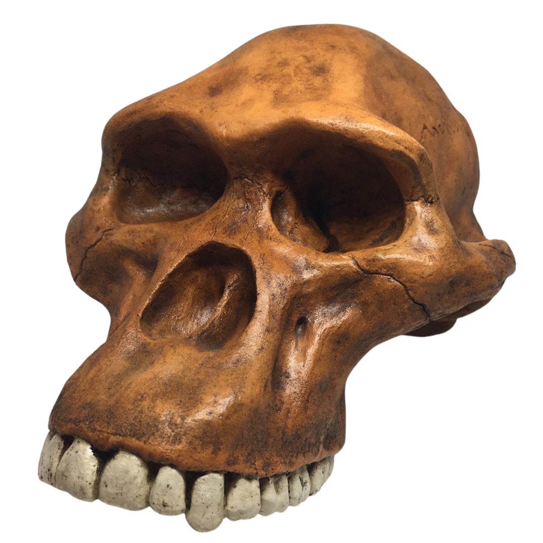 Prehistoric Australopithicus Africanus Cranium Skull Life Size for Anthropology 7.6L