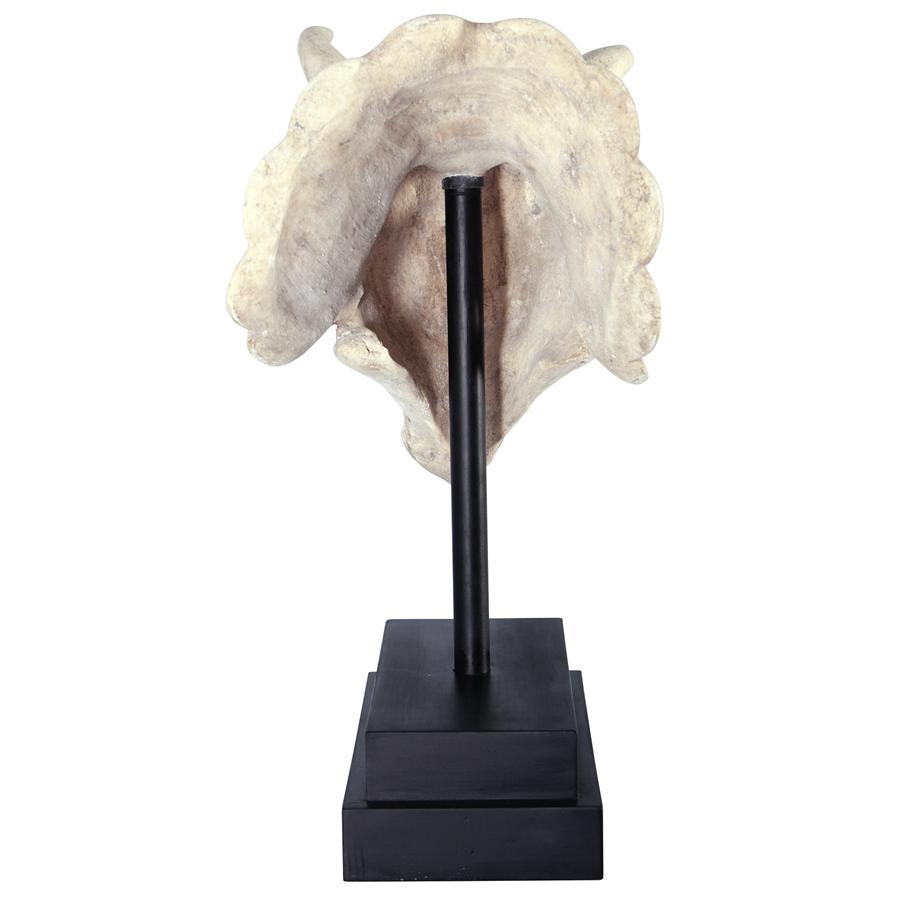 Triceratops Dinosaur Skull on Mount Display Sculpture 23.5H - Museumize.com