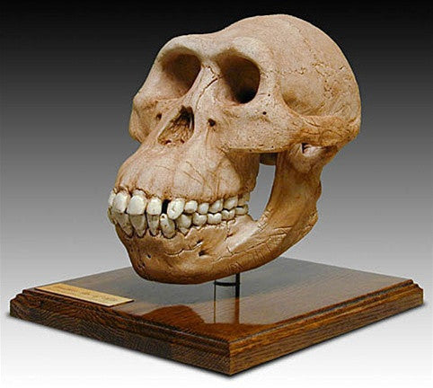 Australopithicus Afarensis Cranium Skull with Stand from Hominid Series 7H - Museumize.com