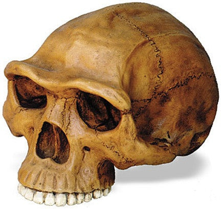 Prehistoric Homo Erectus Cranium Skull from Hominid Series 8L - Museumize.com