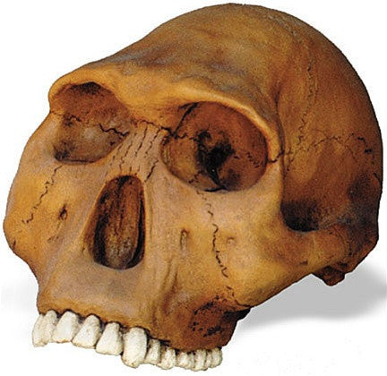 Prehistoric Homo Habilis Cranium Skull from Hominid Series 8L - Museumize.com