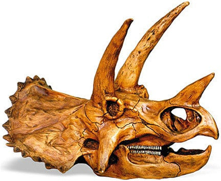 Triceratops Dinosaur Prehistoric Skull Replica 17L - Museumize.com