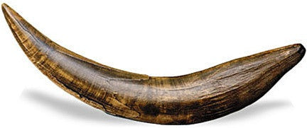 Saber Tooth Cat Tooth Replica 11L - Museumize.com