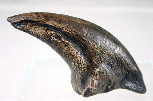 Tyrannosaurus Claw Dinosaur Bone Reproduction 8L - Museumize.com