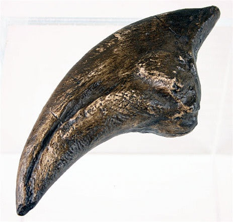 Tyrannosaurus Claw Dinosaur Bone Reproduction 8L - Museumize.com