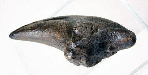 Tyrannosaurus Claw Dinosaur Bone Reproduction 8L - Museumize.com