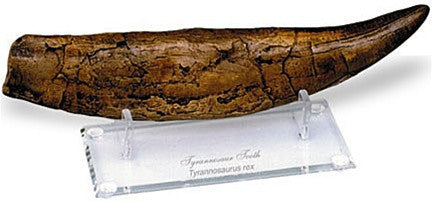 Museumize:Tyrannosaurus Dinosaur Prehistoric Tooth Replica with Stand 13L